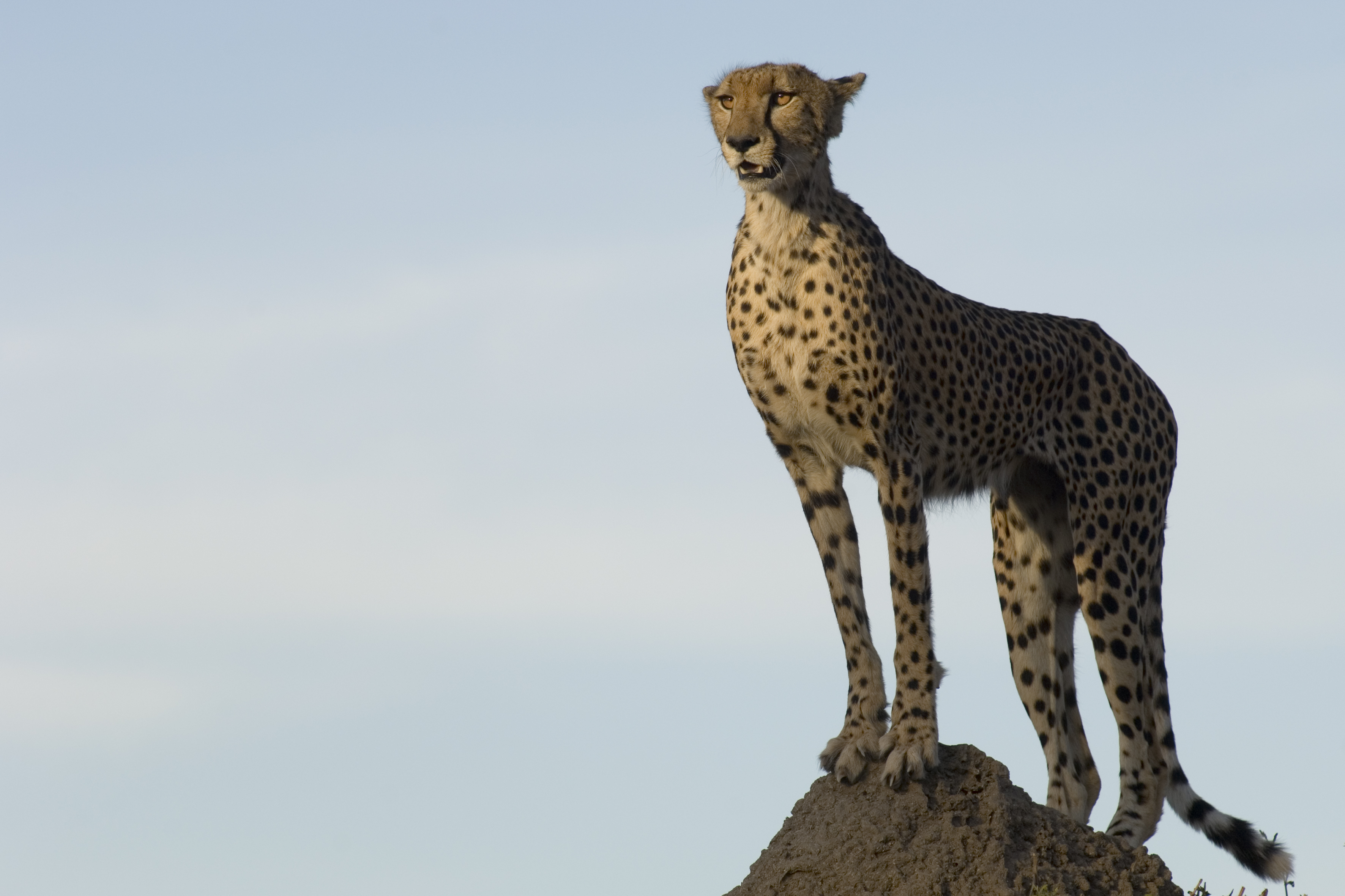 Cheetah portrait, long-lens