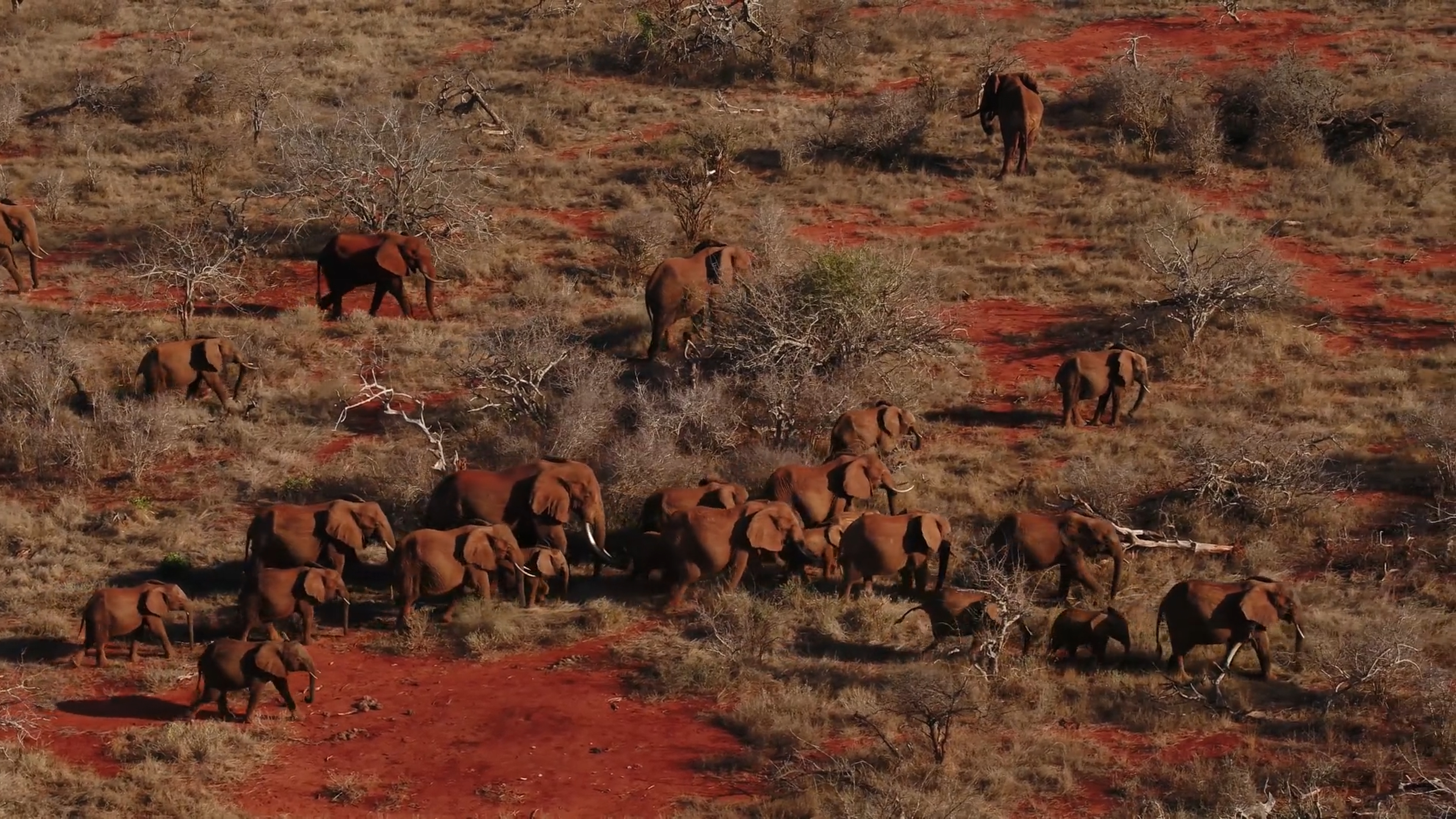 Aerial wildlife stock footage from Kenya