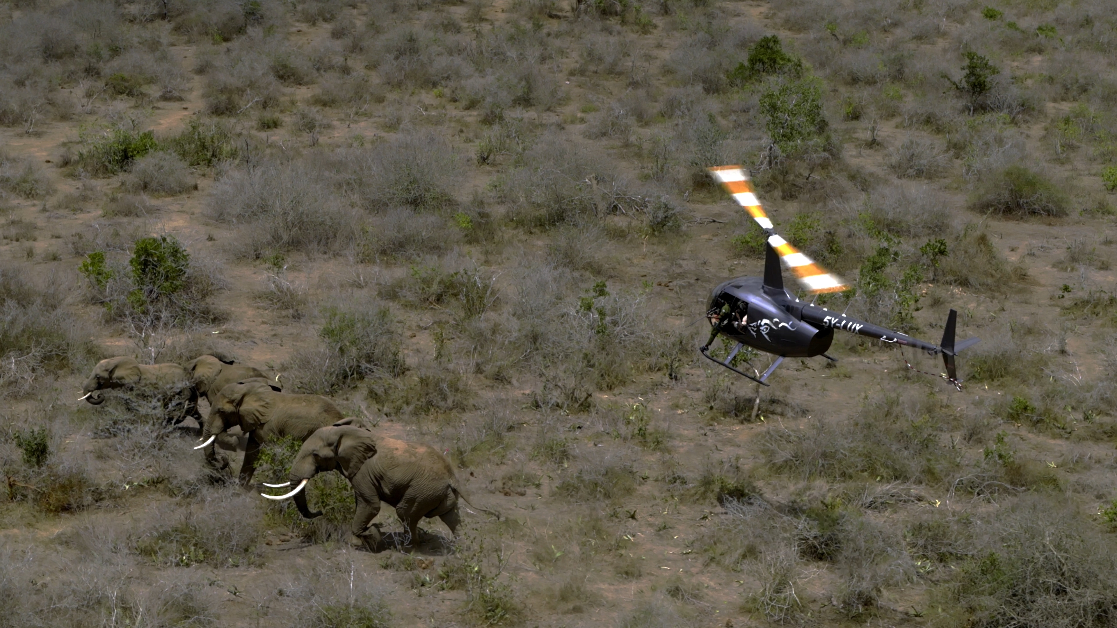 Aerial of elephant herd moving through Tsavo red-earth landscape at sundown