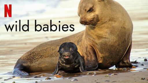 Wild Babies — show artwork