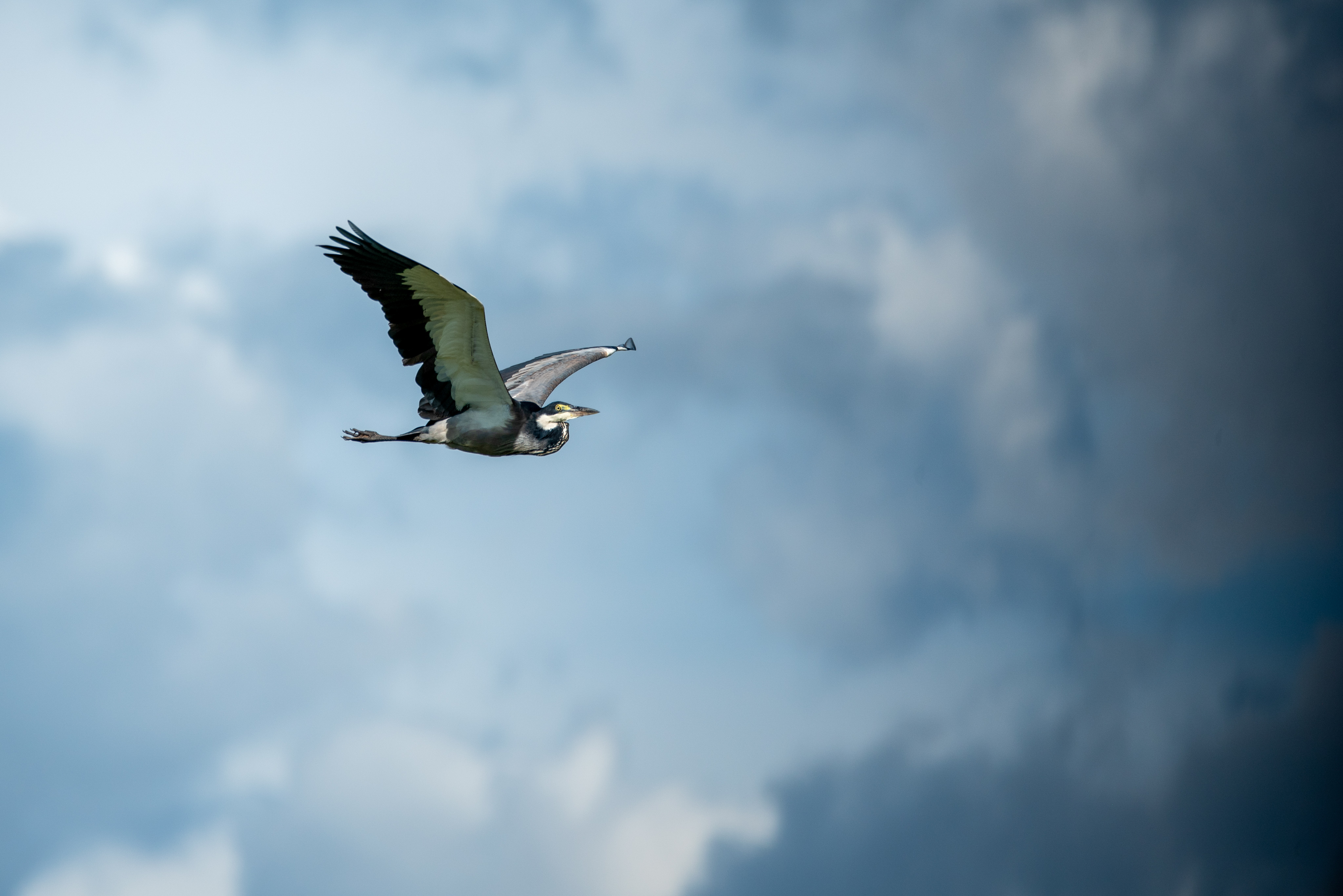 Heron in flight against a textured stormy sky