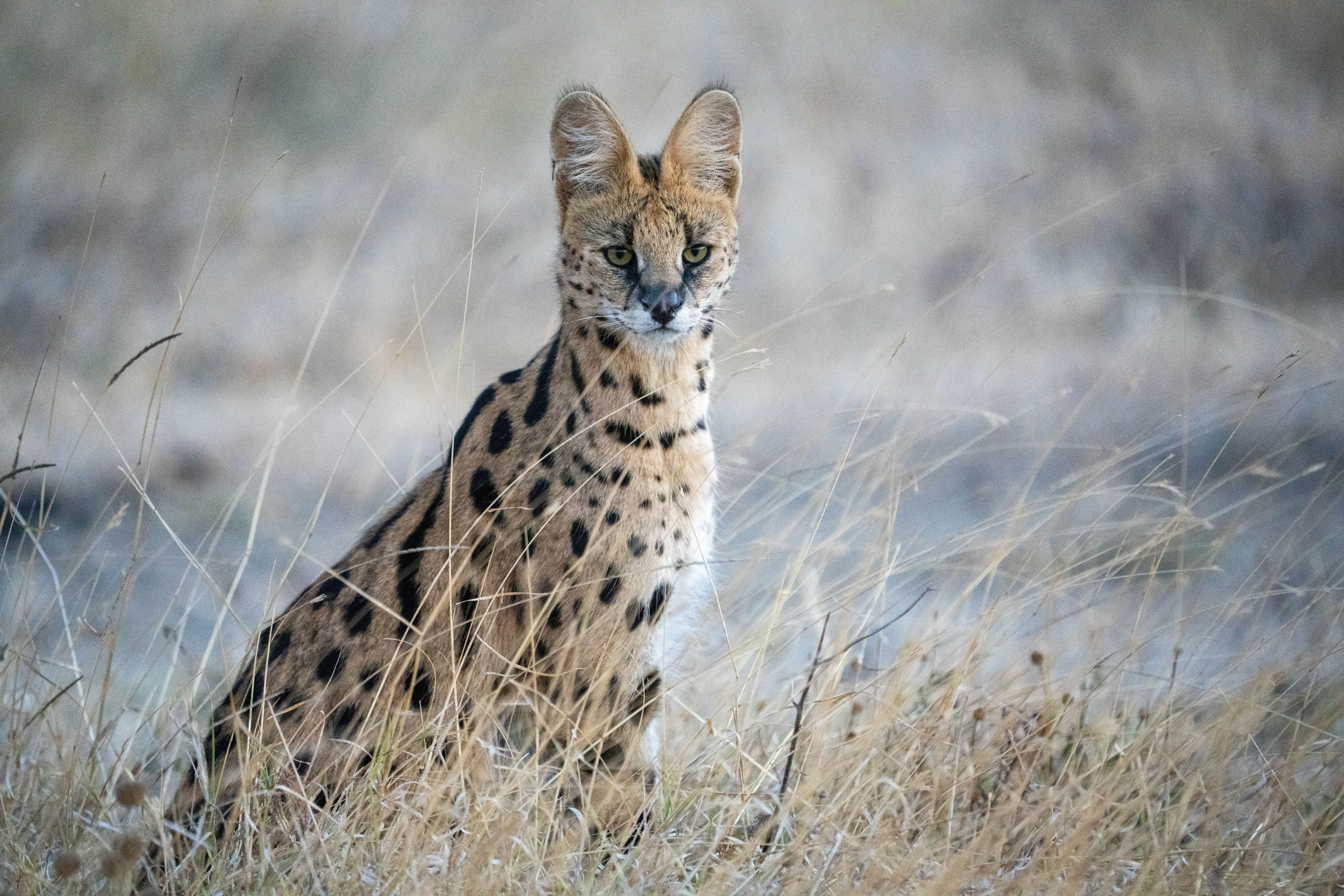 Serval cat in tall grass, long lens, direct eye contact