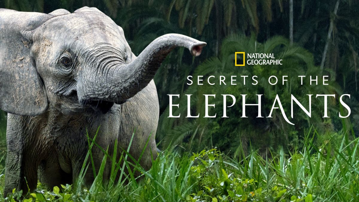 Elephant matriarch in long grass with mountain backdrop