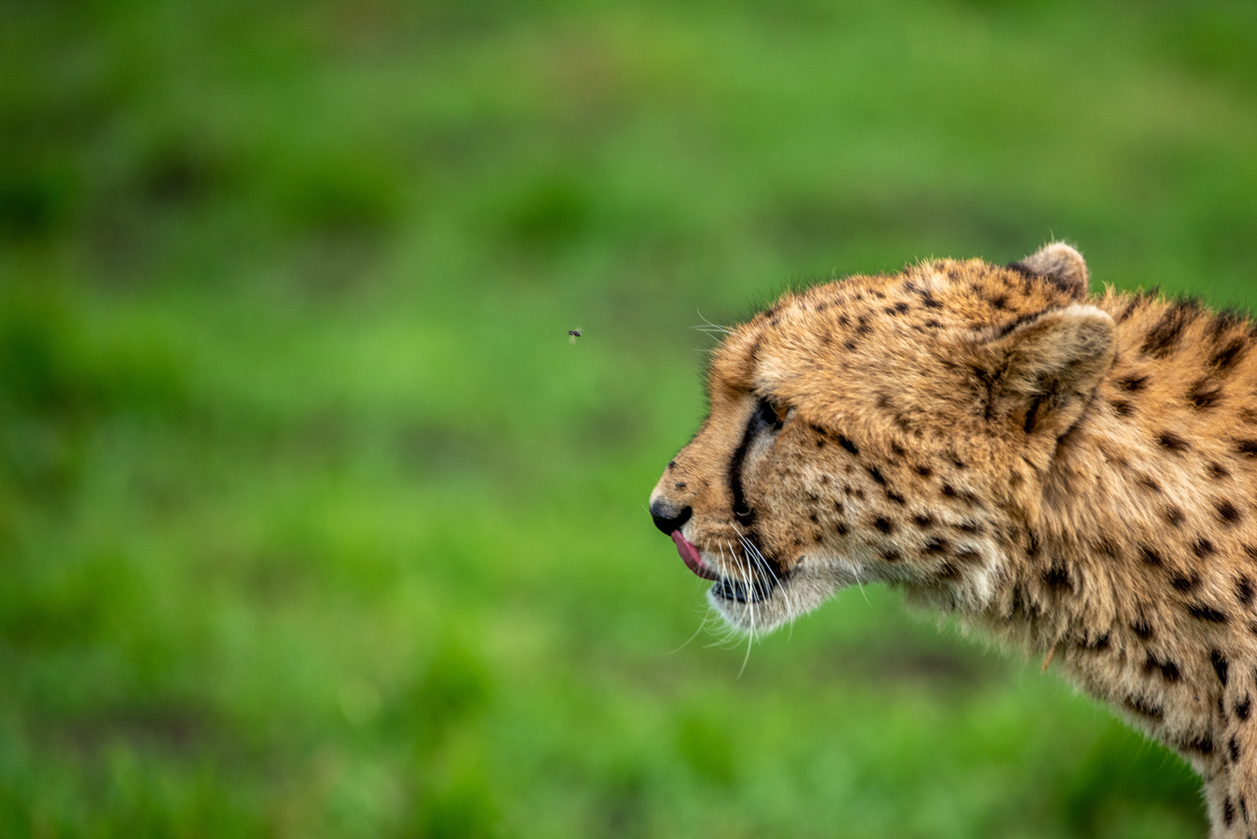 Cheetah in profile on long grass — natural-history subject coverage