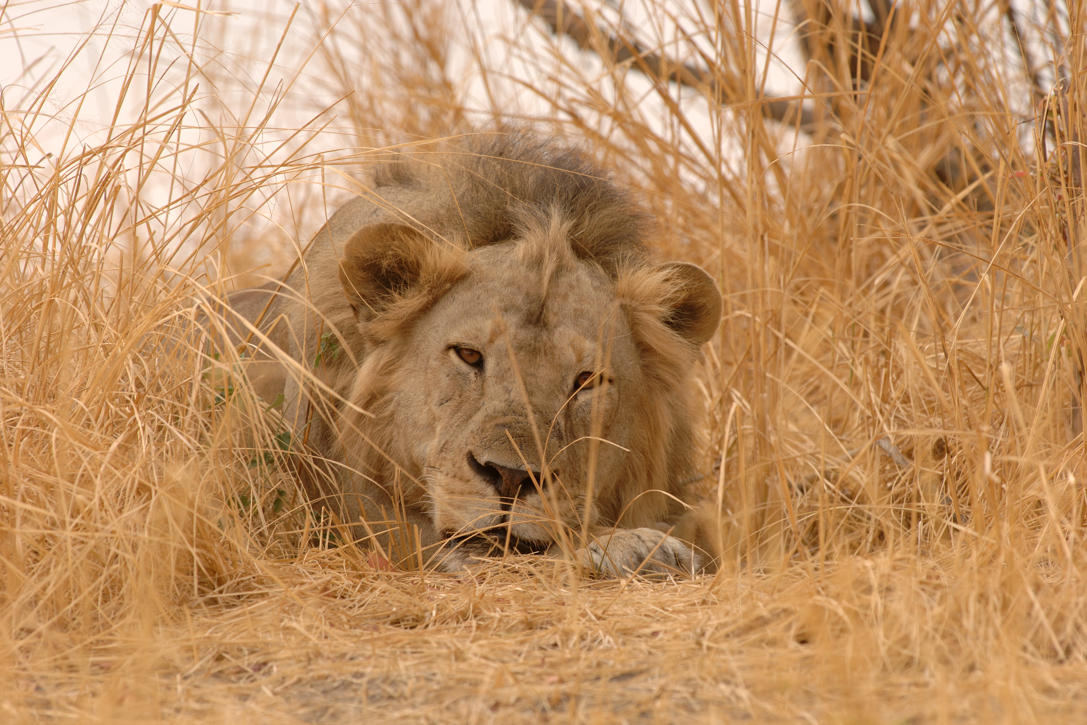 Male lion lying in golden long-grass at low angle